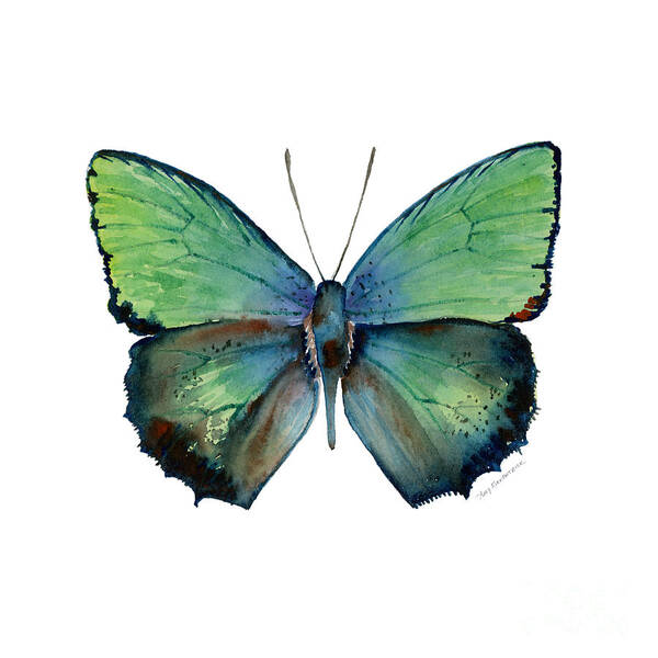 Arhopala Art Print featuring the painting 52 Arhopala Aurea Butterfly by Amy Kirkpatrick