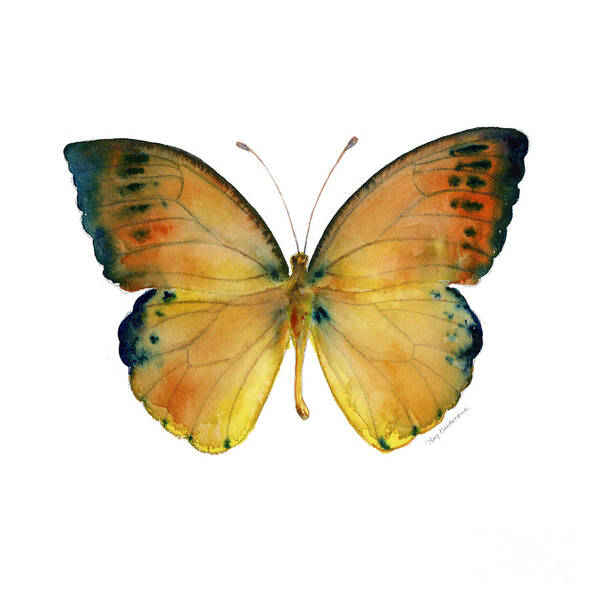 Leucippe Art Print featuring the painting 53 Leucippe Detanii Butterfly by Amy Kirkpatrick