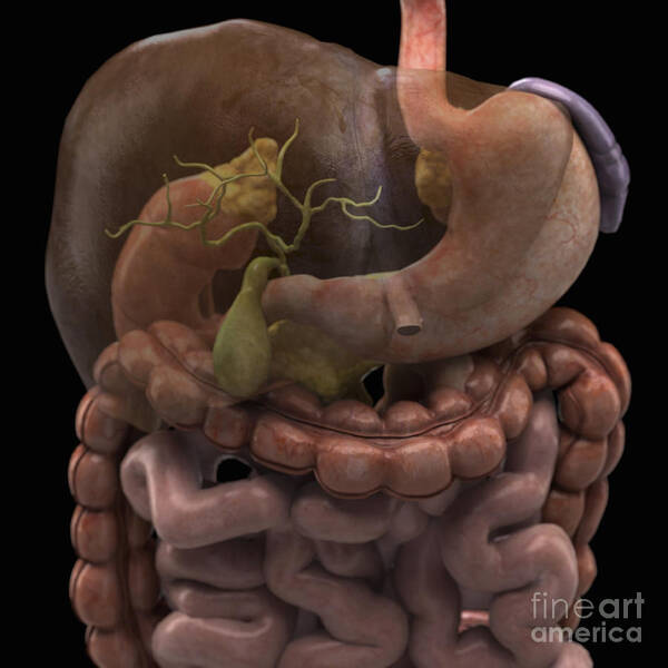 Organs Art Print featuring the photograph The Gallbladder #6 by Science Picture Co