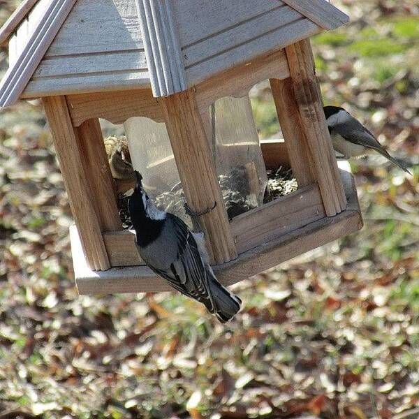 Birds Art Print featuring the photograph Birds On Bird Feeder by Jessica Thomas