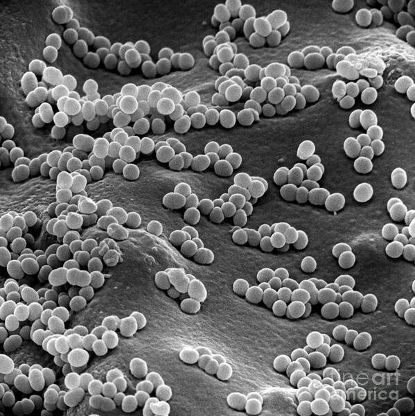 Sem Art Print featuring the photograph Sem Of Staphylococcus Aureus #7 by David M. Phillips