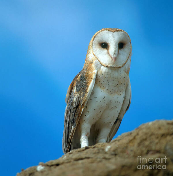 Barn Owl Art Print featuring the photograph Barn Owl #3 by Hans Reinhard