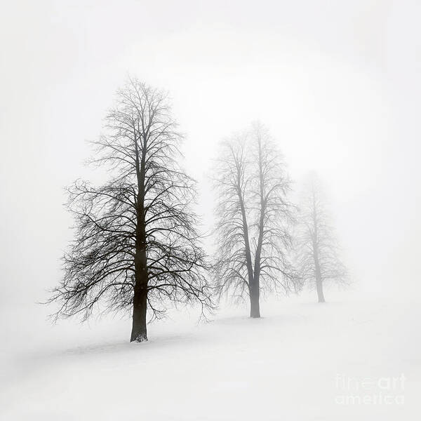 Trees Art Print featuring the photograph Winter trees in fog 1 by Elena Elisseeva