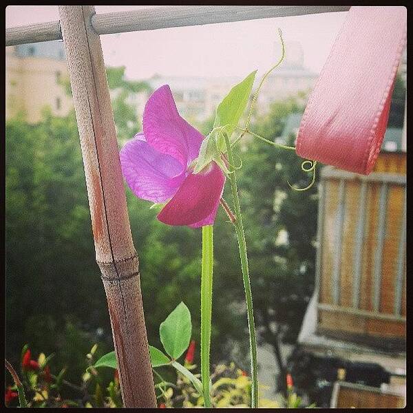 Sweetpea Art Print featuring the photograph A Bit Of My Balcony This Summer by Maria Trofimova