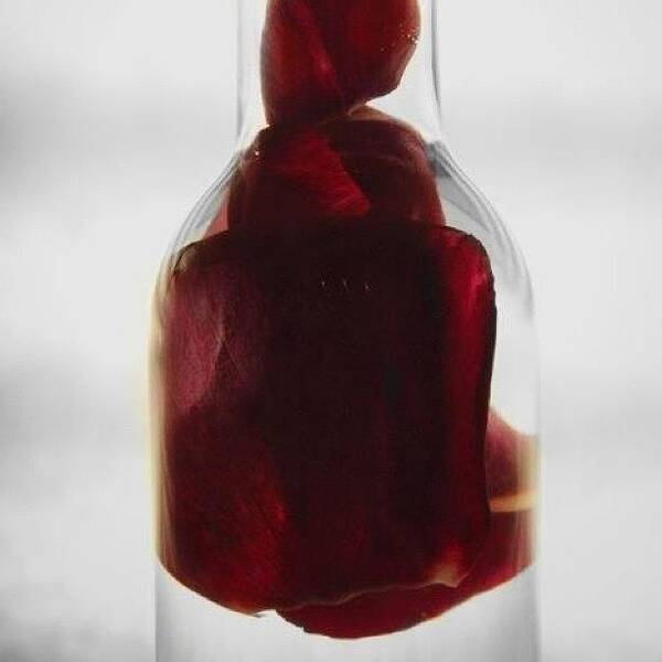 Beautiful Art Print featuring the photograph A Bottle Full Of Rose Petals by Krista Hudson