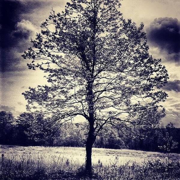 Nothingisordinary Art Print featuring the photograph A Lonely Tree by Melissa Evans