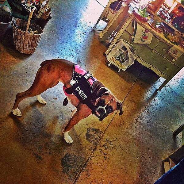 Petstagram Art Print featuring the photograph A Walk Thru An Old Barn Antique Shop :) by Susan Scott 