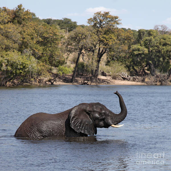  African Elephant Art Print featuring the photograph African Elephant in Chobe River by Liz Leyden