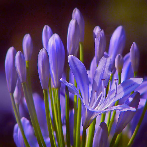 Agapanthus Art Print featuring the photograph Agapanthus - Lily of the Nile - African Lily by Nikolyn McDonald