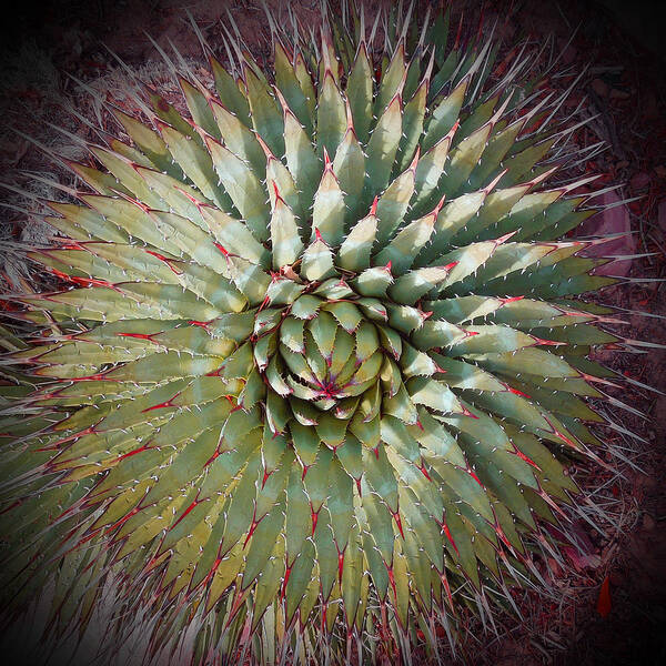 Agave Art Print featuring the photograph Agave Spikes by Alan Socolik