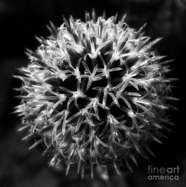 Allium Art Print featuring the photograph Allium by Inge Riis McDonald