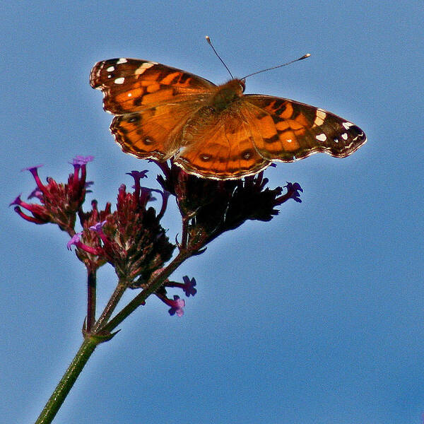American Art Print featuring the photograph American Lady Butterfly with Blue Sky by Karen Adams