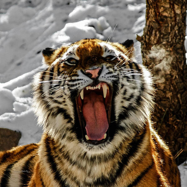 Tiger Art Print featuring the photograph Angry Tiger by Ernest Echols