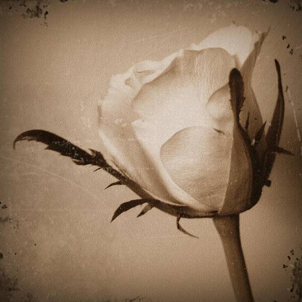 Rose Art Print featuring the photograph Antique rose by Sharon Lisa Clarke