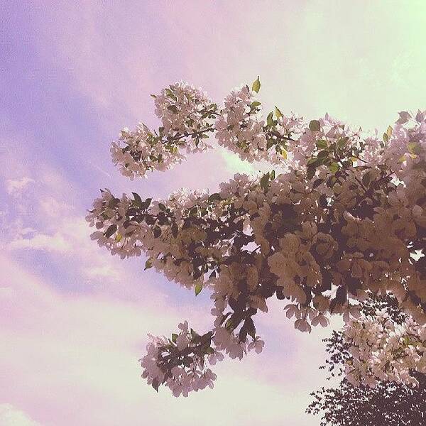 Sky Art Print featuring the photograph Apple Tree In Full Bloom. Full by Heather Hogan