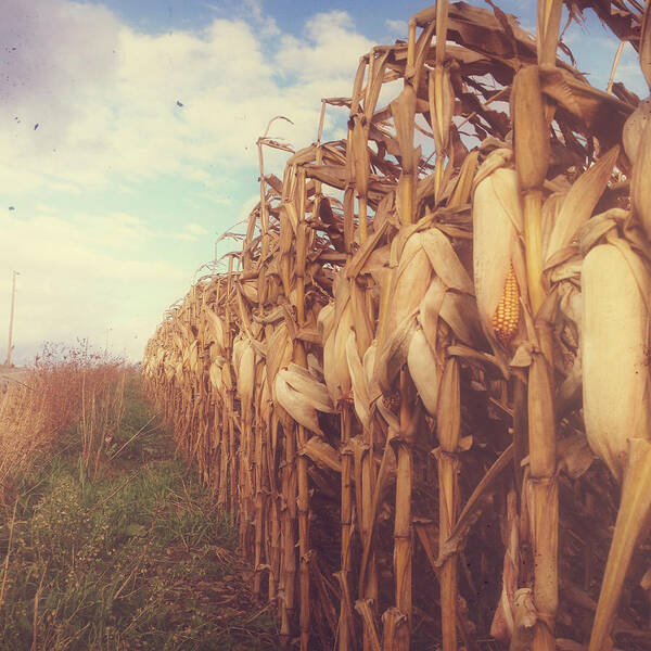 Pennsylvania Art Print featuring the photograph Autumn Corn Field by Olivia StClaire