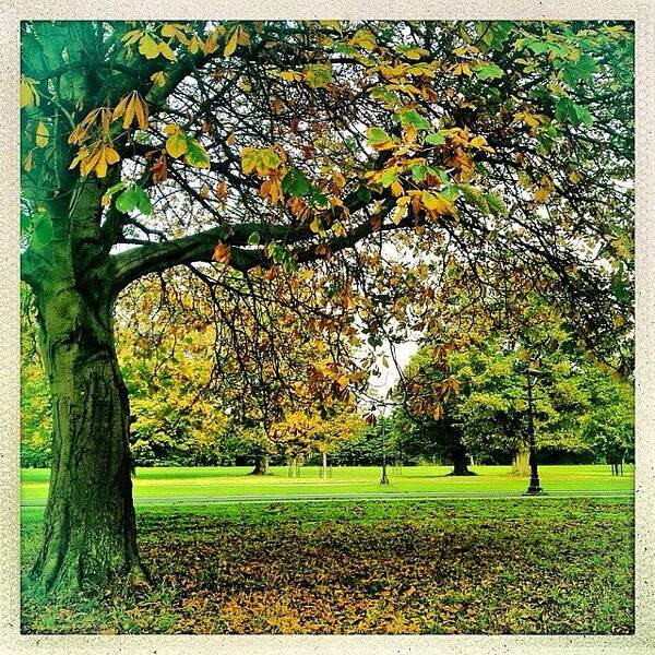 Autumn Art Print featuring the photograph #autumn In The Park. #dublin by David Lynch