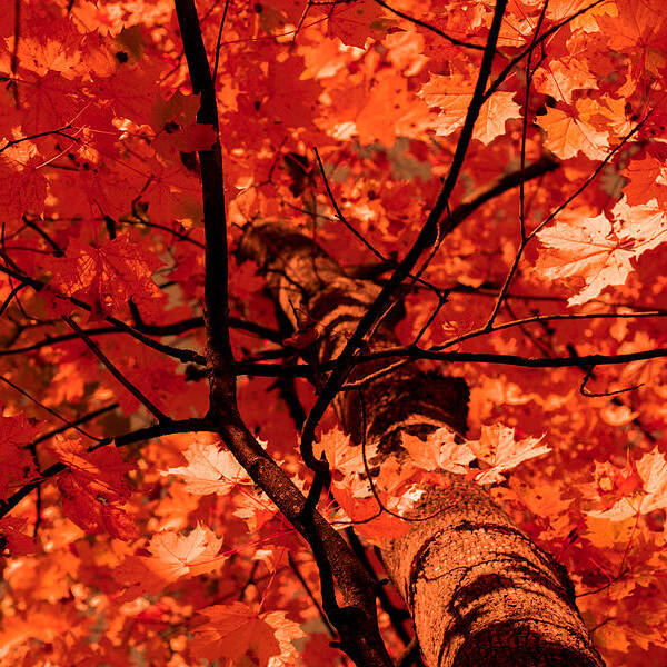 Autumn Art Print featuring the photograph Autumn by Illusorium Illustration