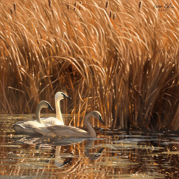 Swans Art Print featuring the digital art Autumn Light- Trumpeter Swans by Aaron Blaise