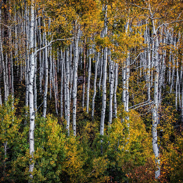Colorado Art Print featuring the photograph Autumn on McClure Pass by Ken Smith