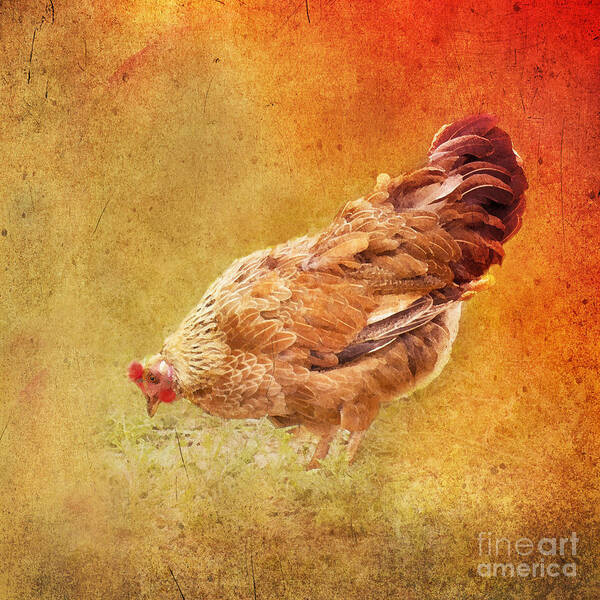 Chicken Art Print featuring the photograph Bad Comb Day by Betty LaRue