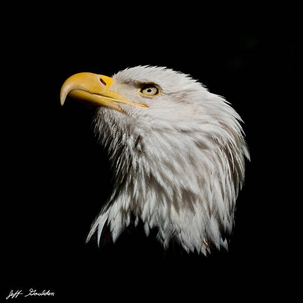 Adult Art Print featuring the photograph Bald Eagle Looking Skyward by Jeff Goulden