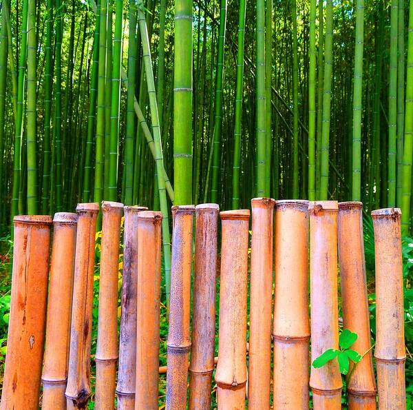 Julia Tanner Art Print featuring the photograph Bamboo Fence by Julia Ivanovna Willhite