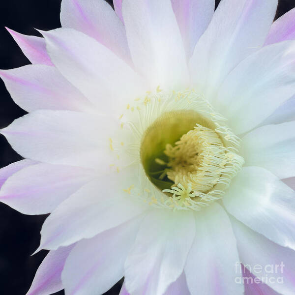Pink Cactus Flower Art Print featuring the photograph Barely Pink II by Tamara Becker