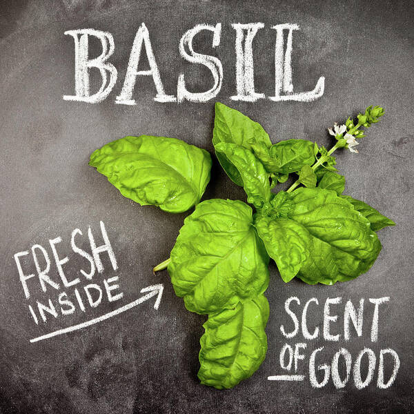 Spice Art Print featuring the photograph Basil by Piccerella