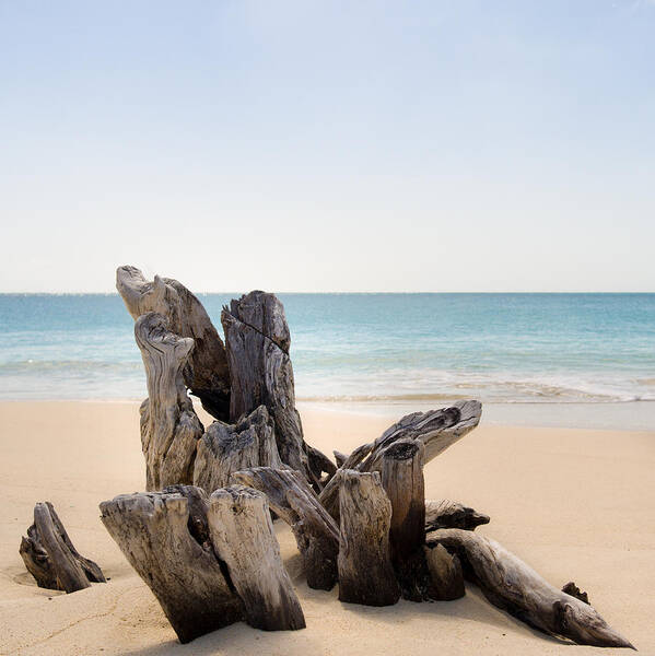 Antigua And Barbuda Art Print featuring the photograph Beach Trunk by Ferry Zievinger