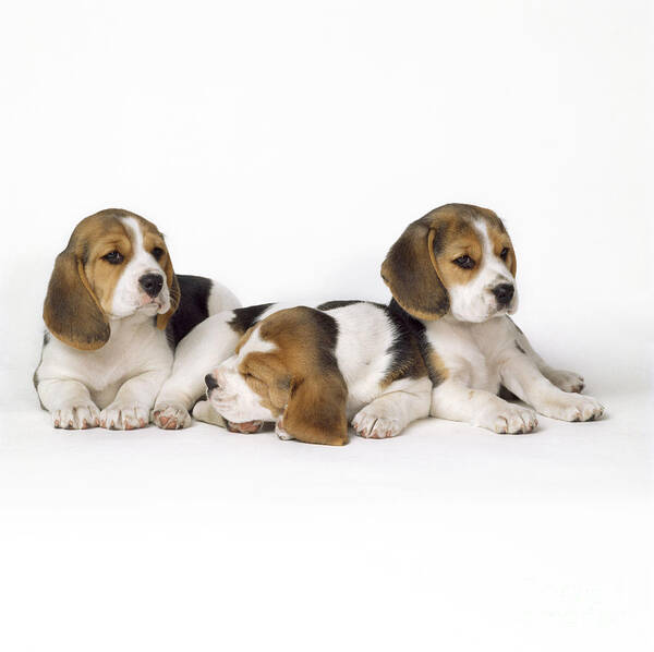 Beagle Art Print featuring the photograph Beagle Puppies, Row Of Three, Second by John Daniels