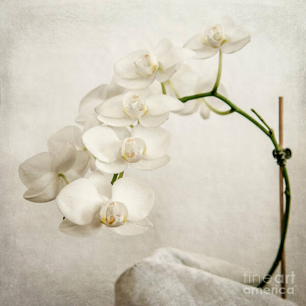 1x1 Art Print featuring the photograph Beautiful white orchid II by Hannes Cmarits
