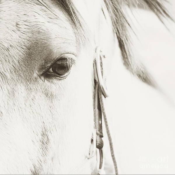 Horse Art Print featuring the photograph Beauty is in The Eye by Pam Holdsworth