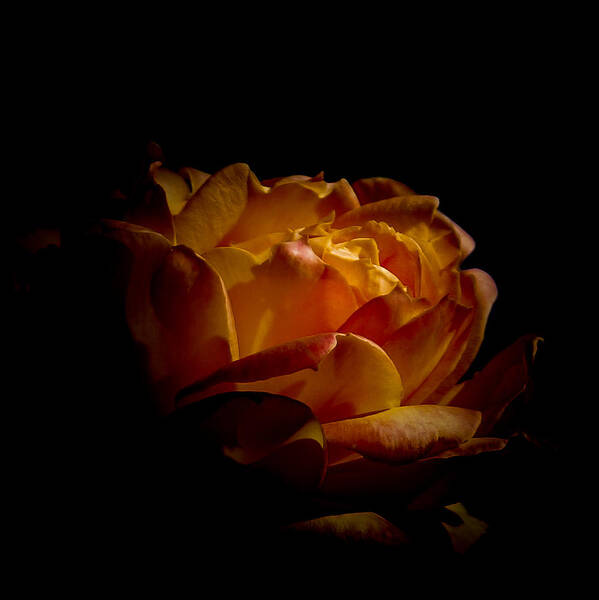 Rose Art Print featuring the photograph Beauty of Life by Ernest Echols