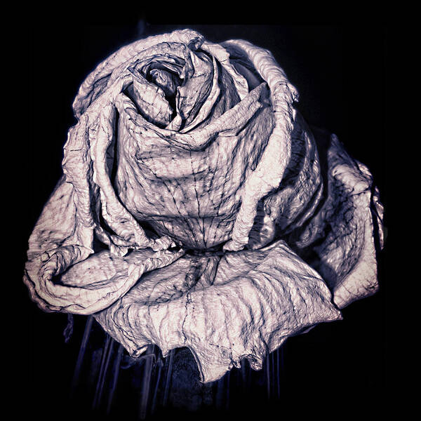 Rose Art Print featuring the photograph Beauty Wrinkle by Kristi Swift