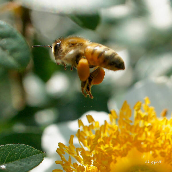 Bee Art Print featuring the photograph Bee's Feet Squared by TK Goforth