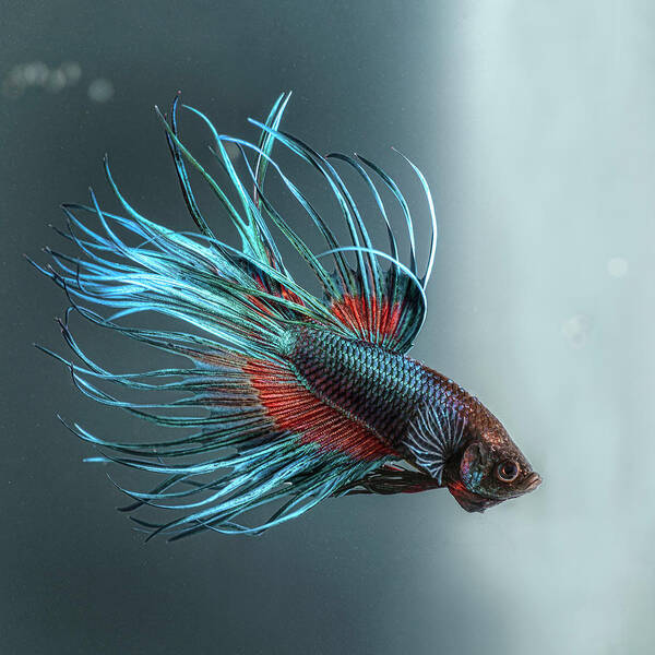 Underwater Art Print featuring the photograph Betta Azul 2 by Silversaltphoto.j.senosiain