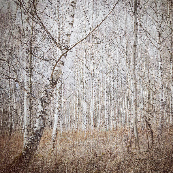 Tree Art Print featuring the photograph Birch Forest by Renate Wasinger