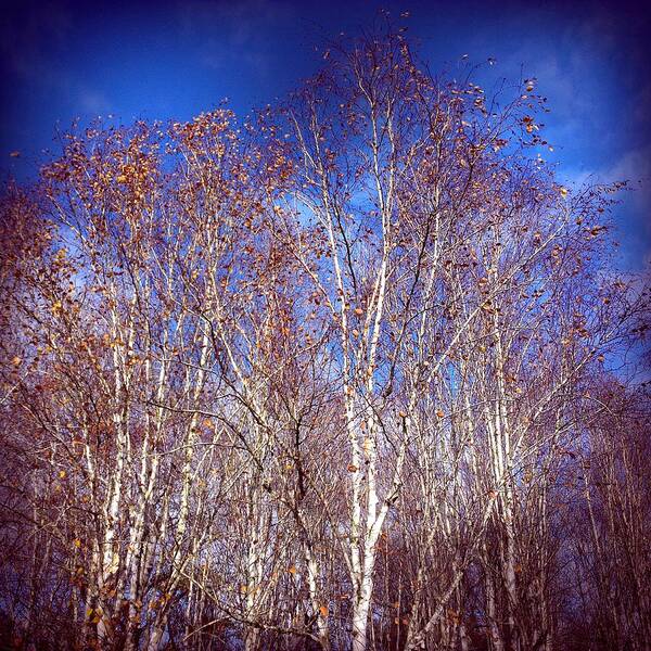 Birch Trees Art Print featuring the photograph Birch trees and blue sky in autumn by Matthias Hauser