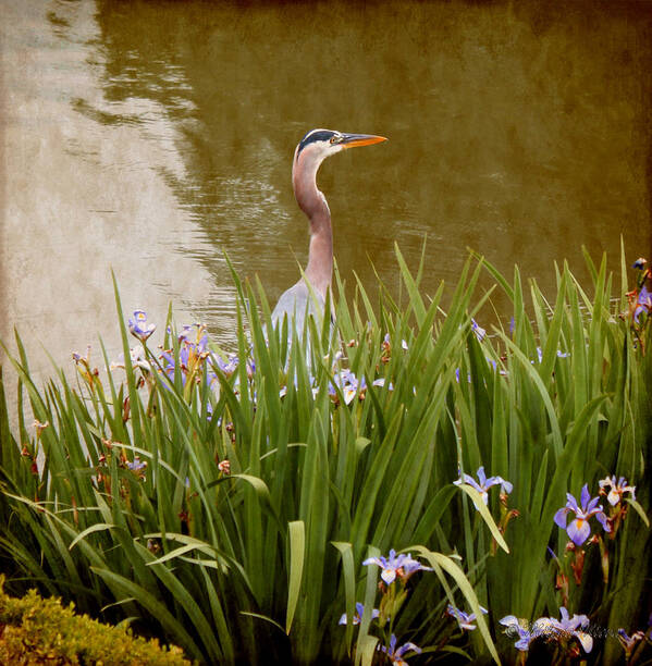 Bird In The Water Art Print featuring the photograph Bird in The Water by Milena Ilieva