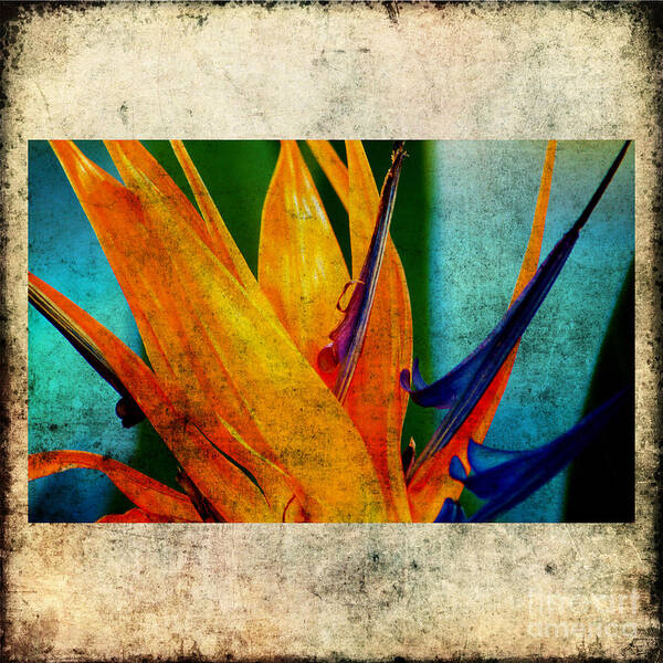 Bird Of Paradise Art Print featuring the photograph Bird of Paradise Flower 1 by Susanne Van Hulst