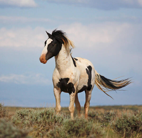 Mustang Art Print featuring the photograph Black and White Mustang by Jean Clark