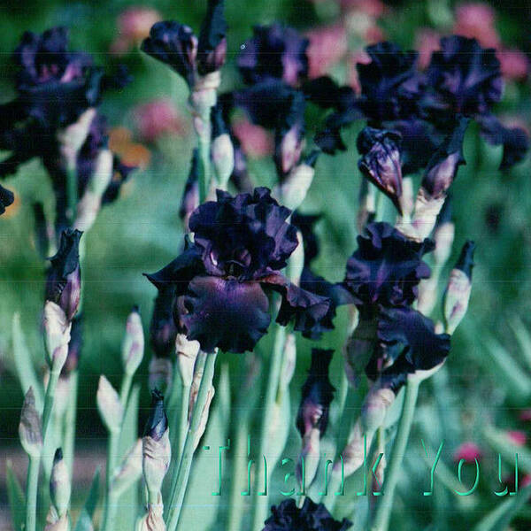 Flowers Art Print featuring the photograph Black Iris and a reminder to utter the words Thank You. by Raenell Ochampaugh