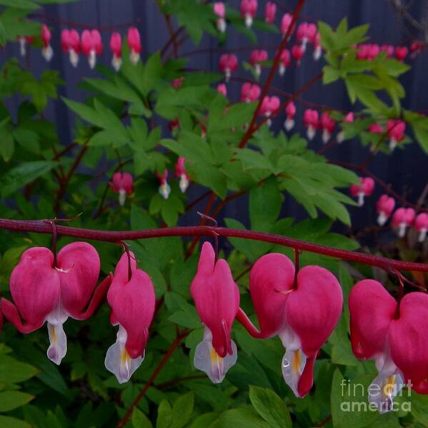 Flowers Art Print featuring the photograph Bleeding Hearts by Laura Wong-Rose