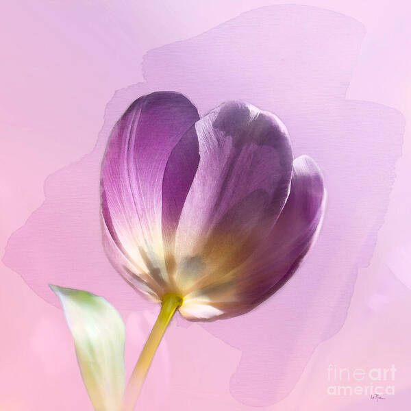 Tulip Art Print featuring the photograph Blissfully Purple by Betty LaRue