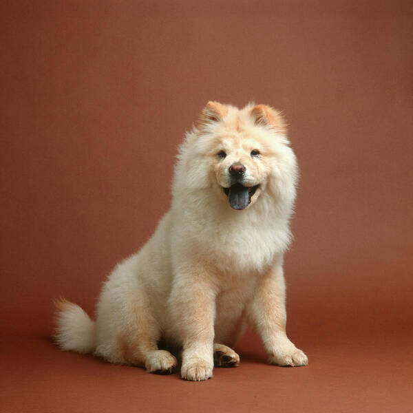 Photography Art Print featuring the photograph Blonde Furry Chow Dog Brown Seamless by Animal Images