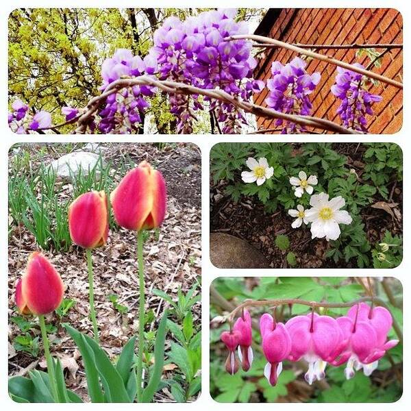 Anemones Art Print featuring the photograph Blooming This Morning. #instaframepro by Teresa Mucha