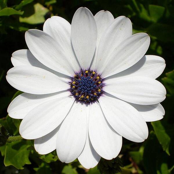 Birthday Art Print featuring the photograph Blossoming White Osteospermum by Taiche Acrylic Art