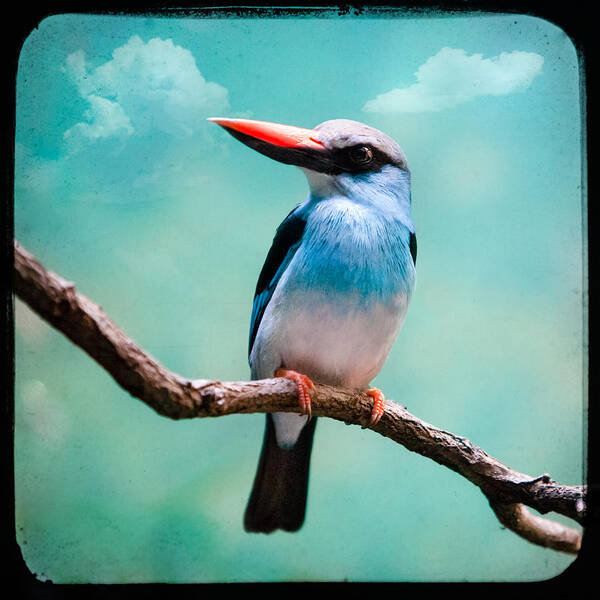 Bird Art Print featuring the photograph Blue Breasted Kingfisher by Gary Heller