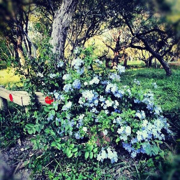 Garden Art Print featuring the photograph Blue Flowers On The Drive by Blake Kirby